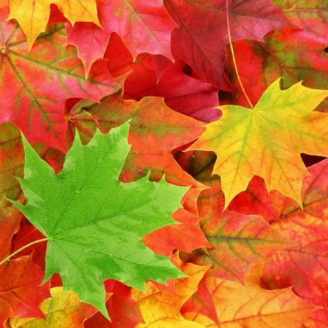 How much do you love Fall?