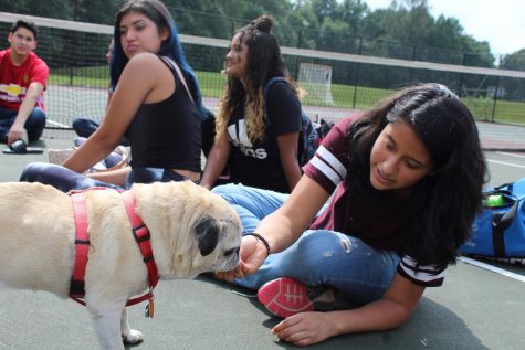 Health students play with dogs to learn about therapy animals