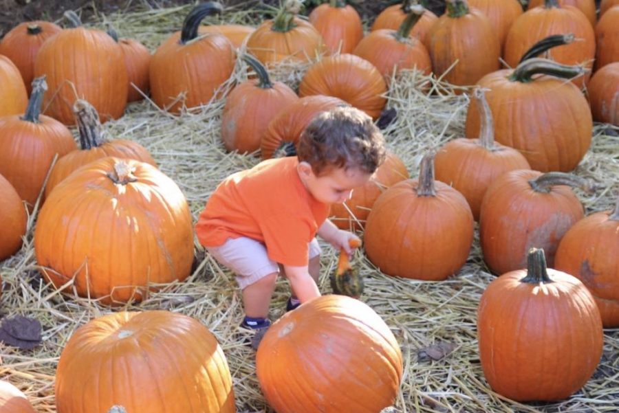 This little cutie is picking pumpkins at Butlers Orchard.