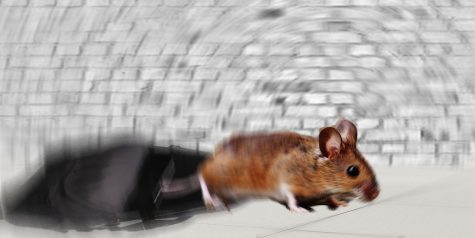 Unzipped bags lead to furry friends at school: a cautionary tale
