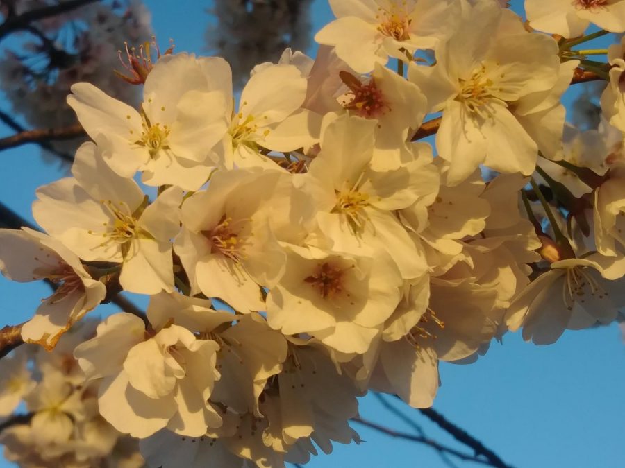 Las flores de cerezo que florecen en el National Mall son uno de los mejores signos de la primavera en las áreas, incluso cuando las vacaciones de primavera aún no han llegado.