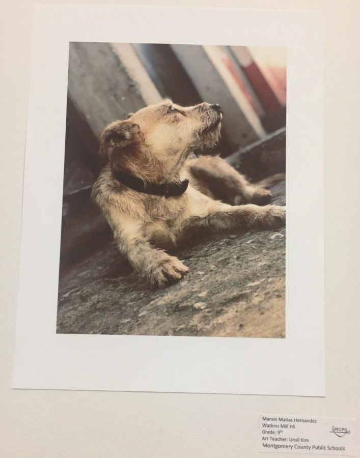 Photo by Freshman Marvin Hernandez of a dog in the Watkins Mill High School Art Show 2019