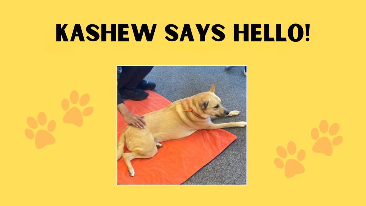 Therapy dog Kashew visits Watkins Mill High School media center.