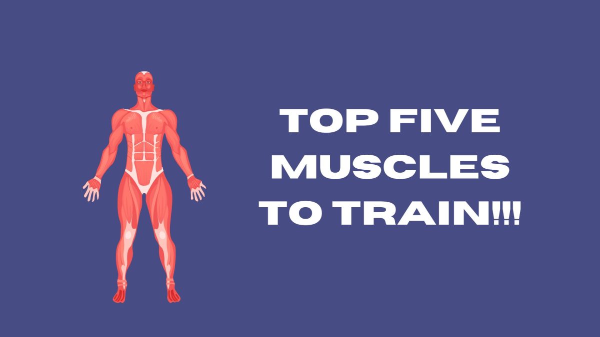Micheal habla sobre los mejores grupos de músculos para entrenar y por qué son importantes.