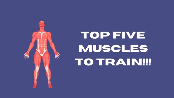 Micheal talks about the best muscle groups to train and why theyre important.